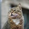 Уличный кот получил в наследство 10 млн евро