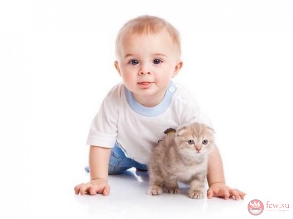 Какая порода кошек подойдет для ребенка?