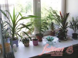 Полезные растения в вашем доме