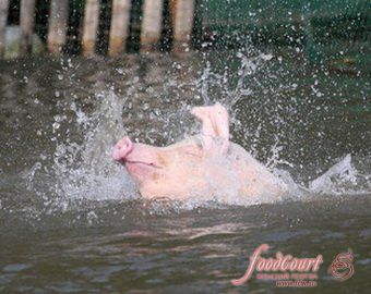 Свиньи китайского фермера прыгают с вышки