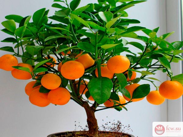 Как вырастить дома мандариновое дерево