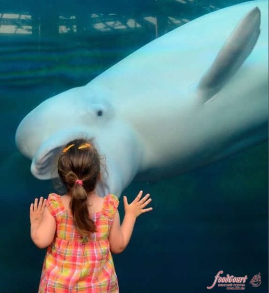 Дружба 3-летней Вероники и огромного кита
