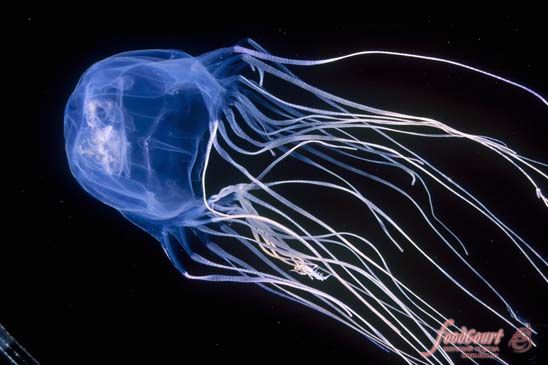 Коробчатая медуза - страшная красавица