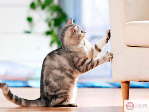 Как отучить кошку портить мебель: пять способов на выбор