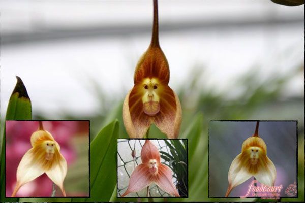 Самый необычный цветок: орхидея Обезьянка