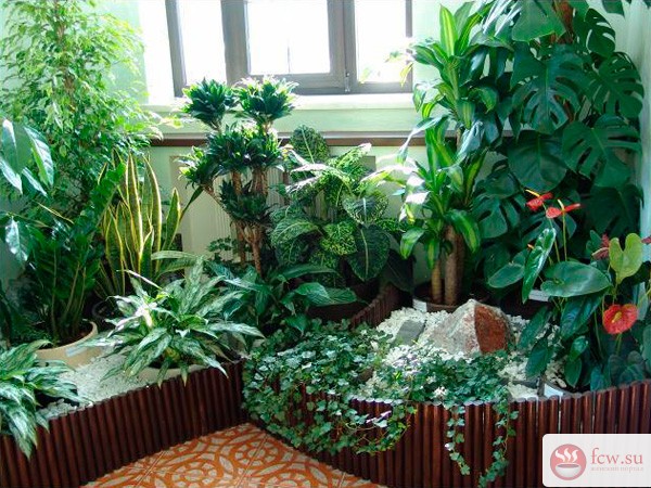 Какими растениями украсить комнату