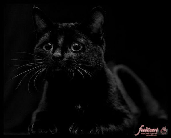 17 ноября День защиты Черных котов