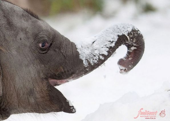 Слоненок впервые увидел снег