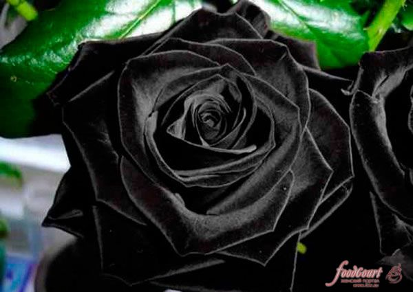 Мистическая красота редчайшего вида роз из Халфети