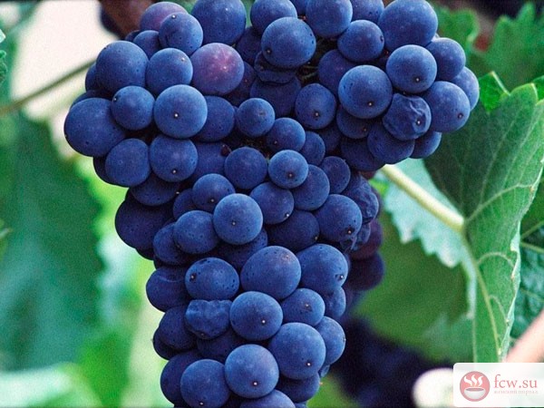Еще раз об удивительной пользе винограда